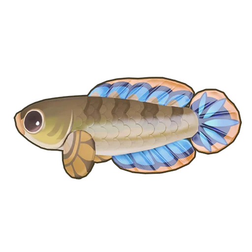 Dwarf Snakehead