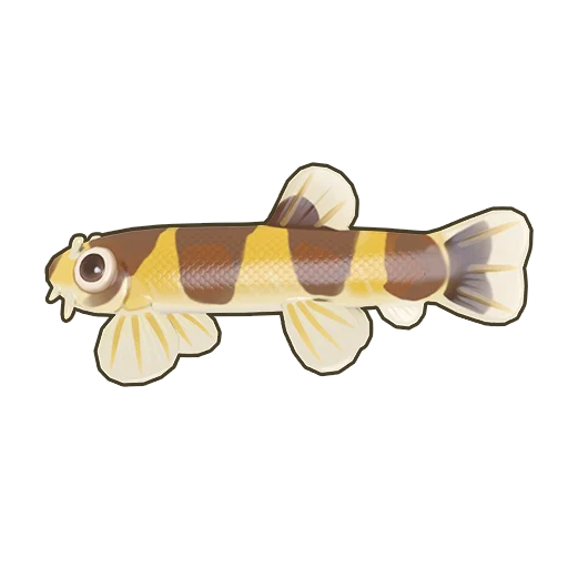 Eel Loach
