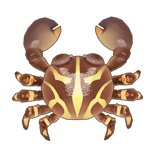 Flat Rock Crab
