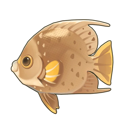 Gray Angelfish