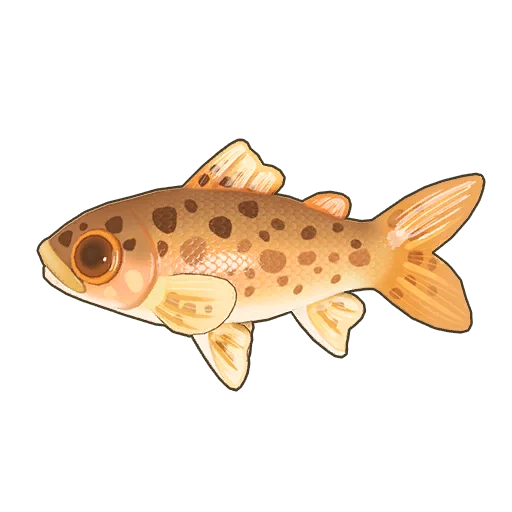 Rainbow Trout