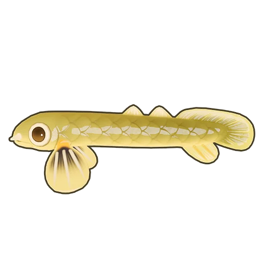 Ropefish