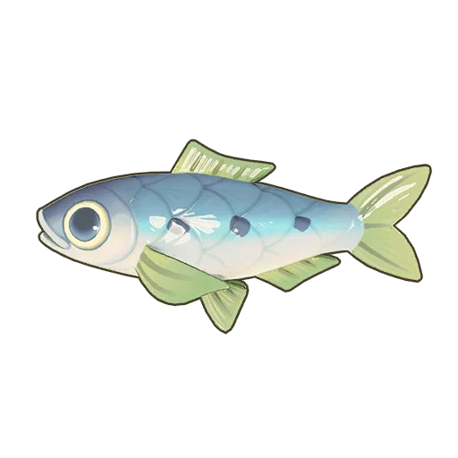 Sardine