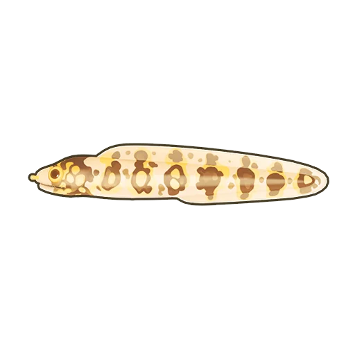 Snowflake Moray