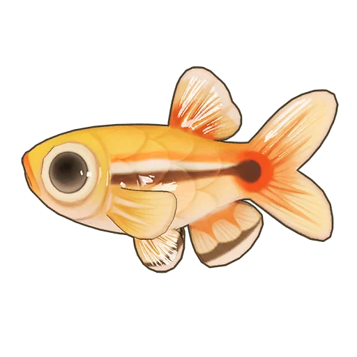 White Cloud Minnow
