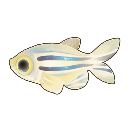 Zebrafish